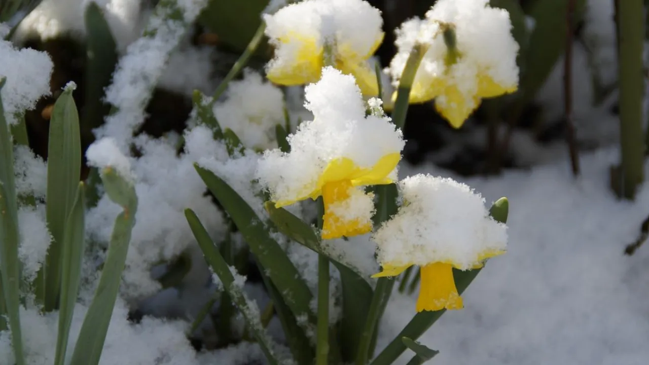 Погода 9 квітня: мокрий сніг, заморозки та дощі по всій Україні  