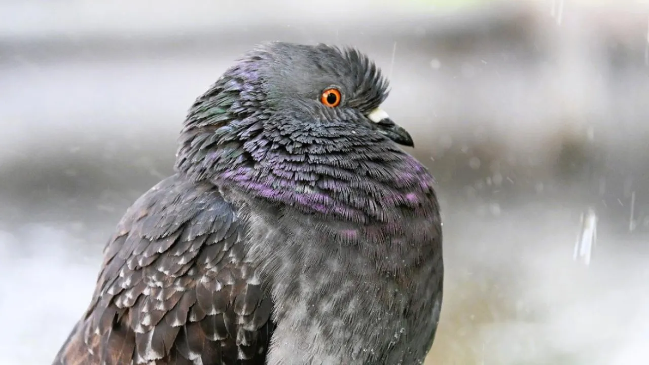 Перед вихідними дощів в Україні побільшає, температура почне знижуватися 