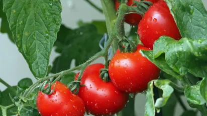 Чому жовтіють помідори у відкритому ґрунті: 5 критичних помилок та способи їх виправити - фото