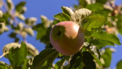 Жодного черв'яка в плодах: чим оприскати яблуні в червні від попелиці, гусені та плодожерки - фото