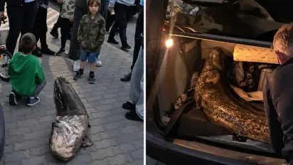 «Легенду» озера вивезли в багажнику: у Варшаві спалахнув скандал через гігантського сома - фото