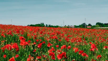 Ціна яскравого кадру: які штрафи та покарання загрожують українцям за витоптування макових полів - фото