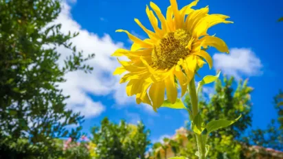 Пекло до +38°, а потім зливи й град: Україну накриє африканська спека перед різким зламом погоди - фото