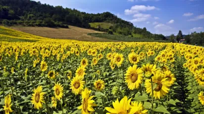 Якою буде погода до кінця серпня: детальний прогноз - фото