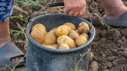 Як знезаразити й відновити грунт після картоплі: покрокова інструкція - фото