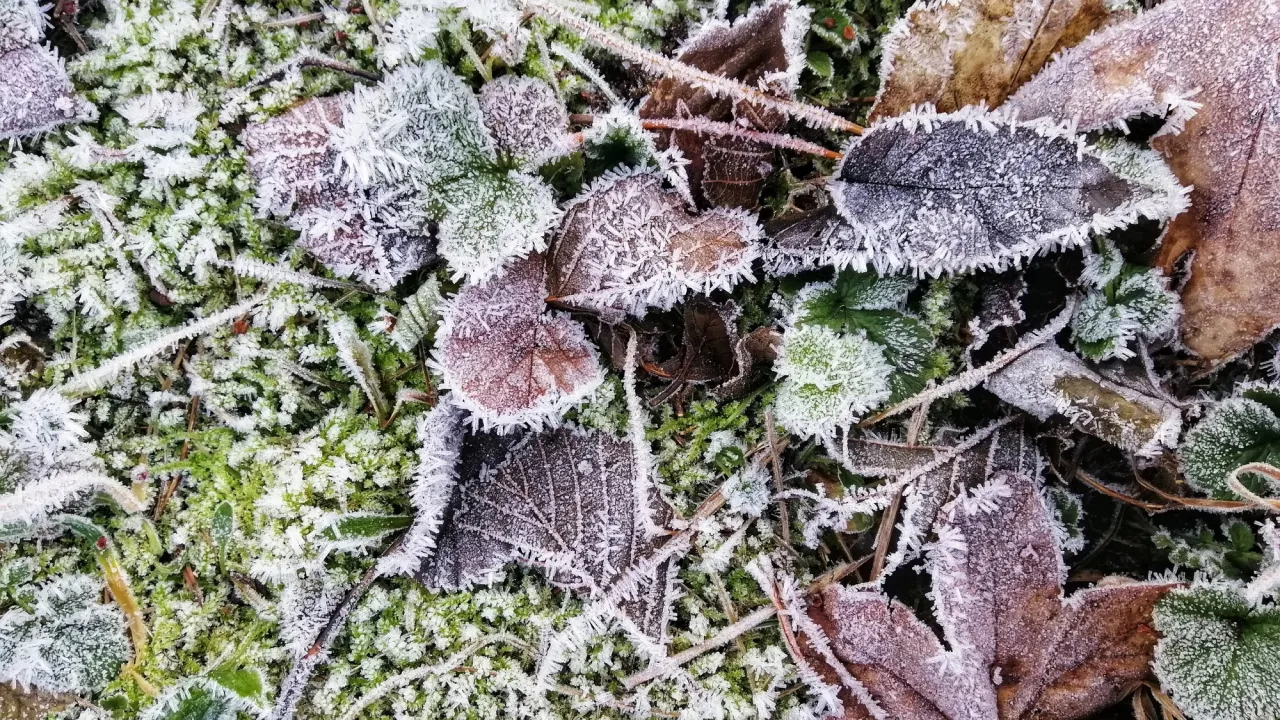 Заморозки прийдуть раніше, ніж чекали: де в Україні вдарить до -6°C 