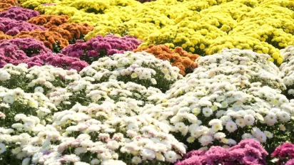 Цвістимуть до самих морозів: п'ять простих кроків для пишних хризантем у вересні - фото