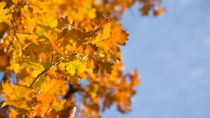 Антициклон несе сонце й тепло до +22°: якою буде погода в Україні на початку жовтня  - фото