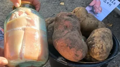 Картопля розміром із трилітрову банку: на Волині зібрали незвичайний урожай - фото